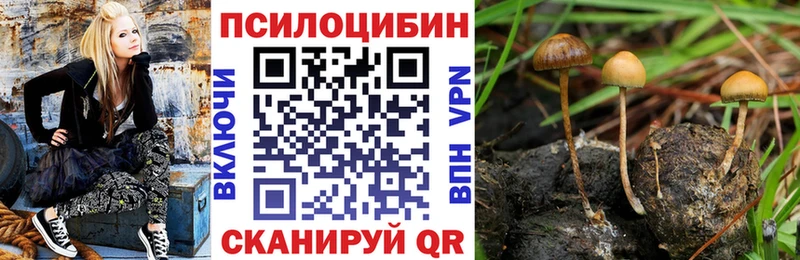 Псилоцибиновые грибы Psilocybe  наркотики  Сертолово 